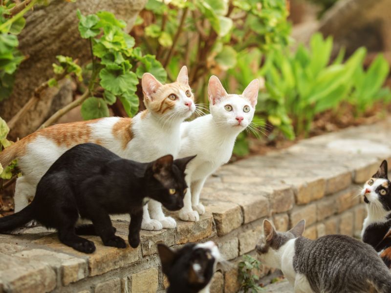Nằm mơ thấy mèo là điềm gì?