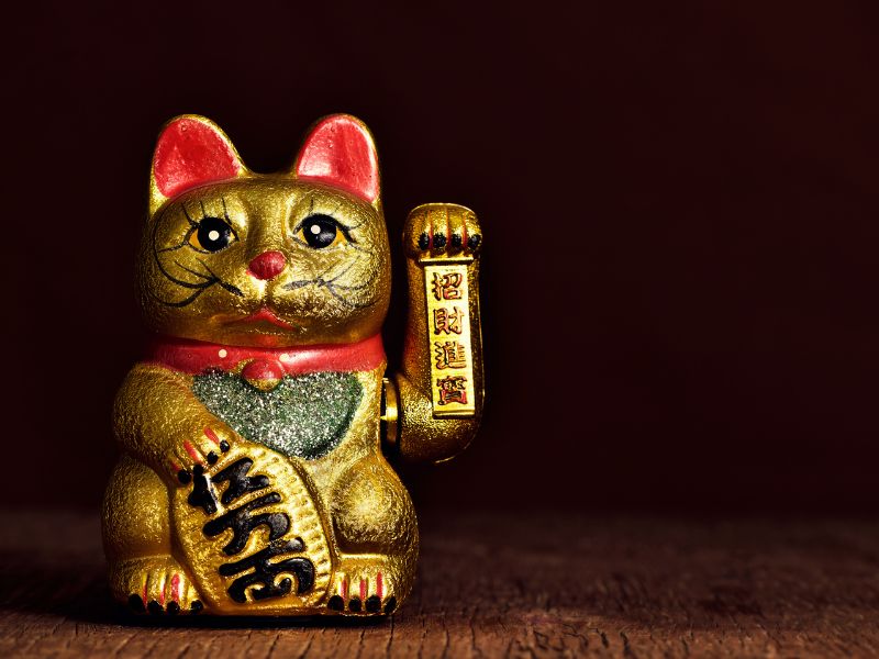 mèo vàng đem lại may mắn