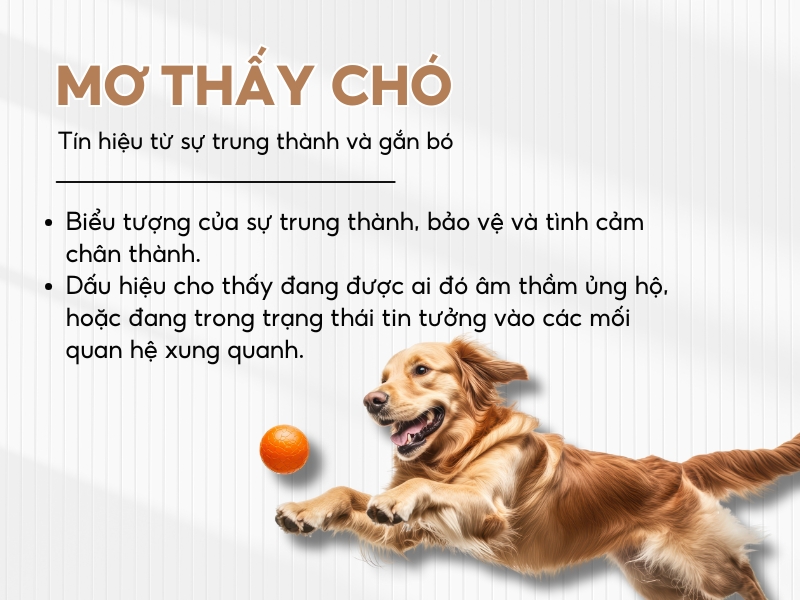 Giải mã việc nằm mơ thấy con chó