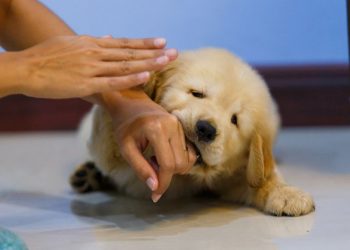 nằm mơ bị chó cắn là điềm gì