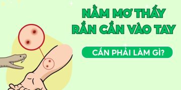 Nằm Mơ Thấy Rắn Cắn Vào Tay: Giải Mã Điềm Báo Và Ý Nghĩa Thật Sự 1
