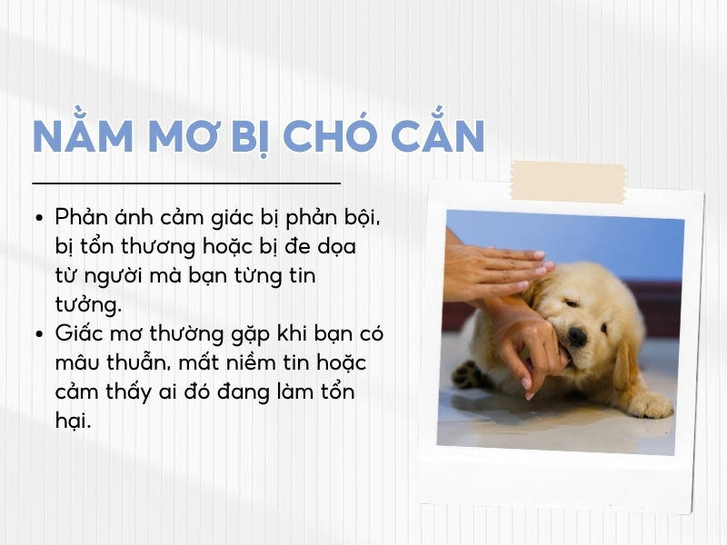Giải mã việc nằm mơ thấy bị chó cắn