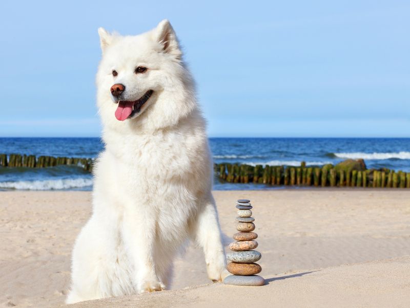 chó Samoyed trắng