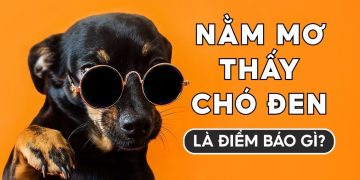 Nằm mơ thấy chó đen có ý nghĩa gì? Giải mã & Con số may mắn 2