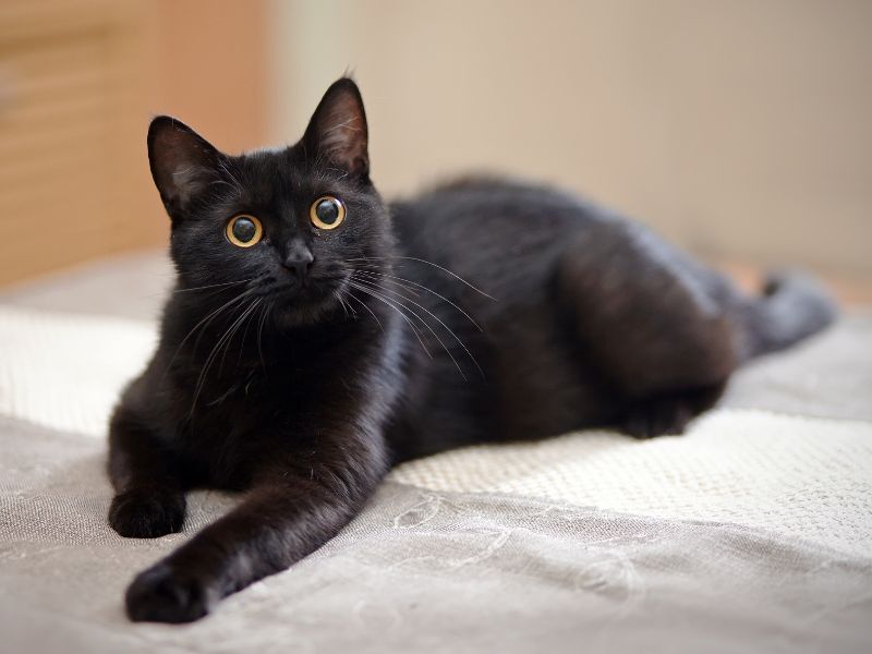 mèo đen