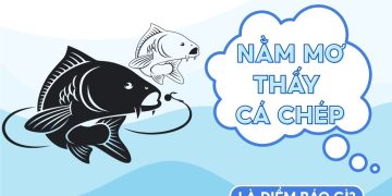 Nằm mơ thấy cá chép là điềm gì? Giải mã giấc mơ từ A đến Z 1