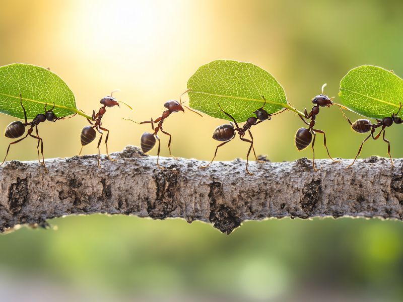 đàn kiến đang đem lá về tổ