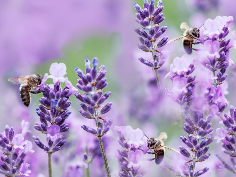 ong hút mật hoa lavender