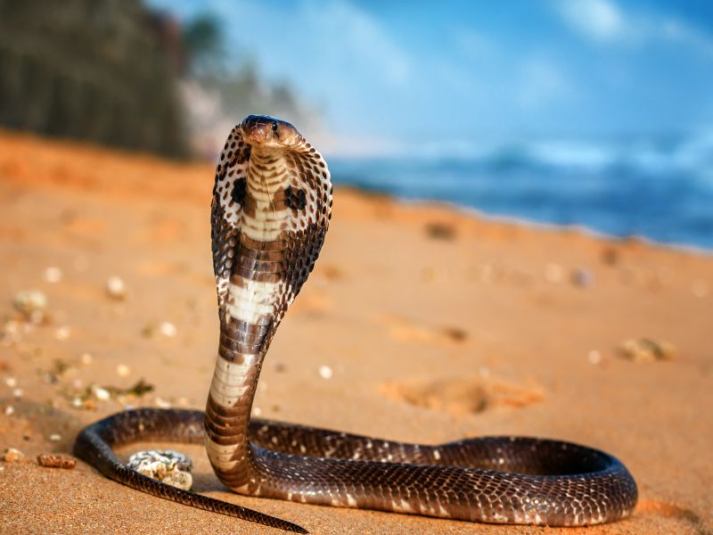rắn hổ mang trong mơ