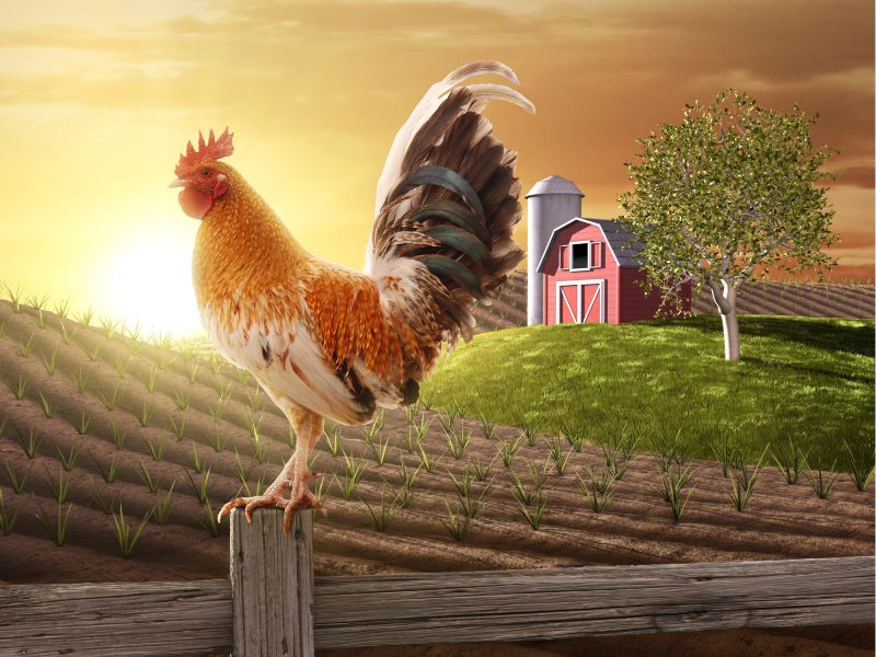 gà trống đứng trên thanh gỗ vào buổi sáng tại trang trại