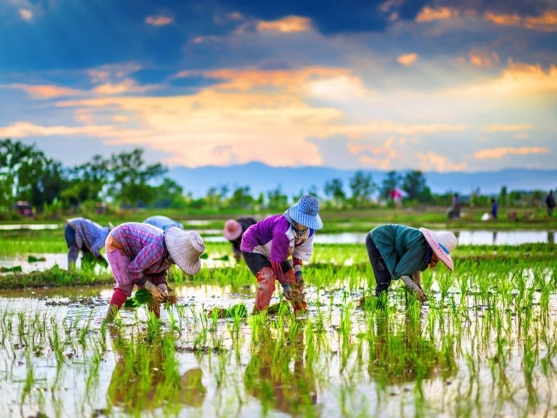 những người nông dân đi làm ruộng