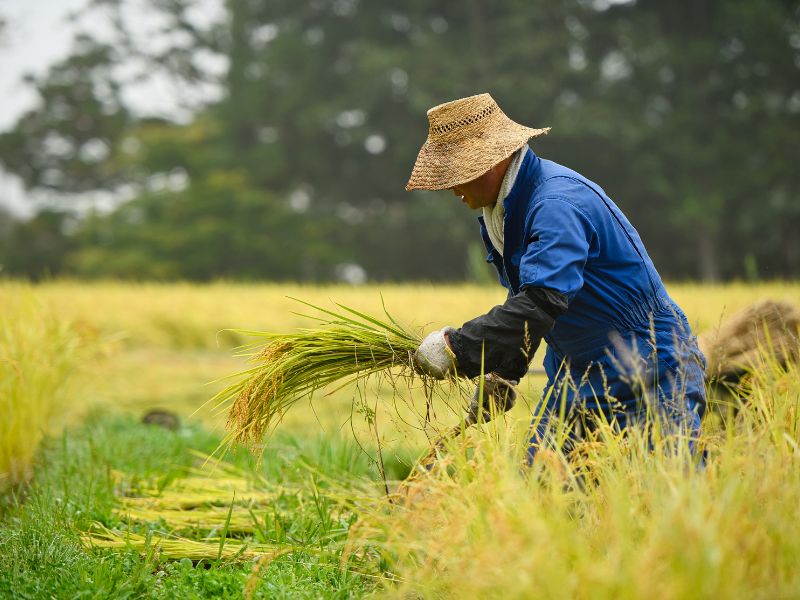 người nông dân gặt lúa
