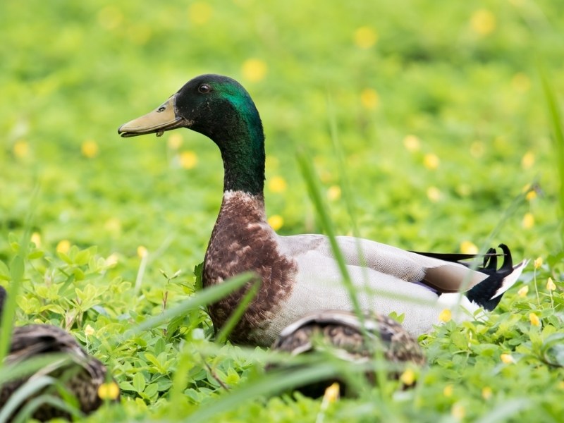 Nguồn gốc của tên gọi màu xanh cổ vịt