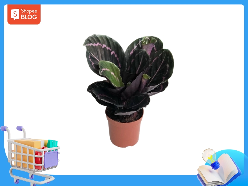 Cây Đuôi Công Tím