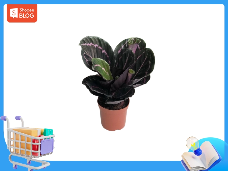 Cây Đuôi Công Tím