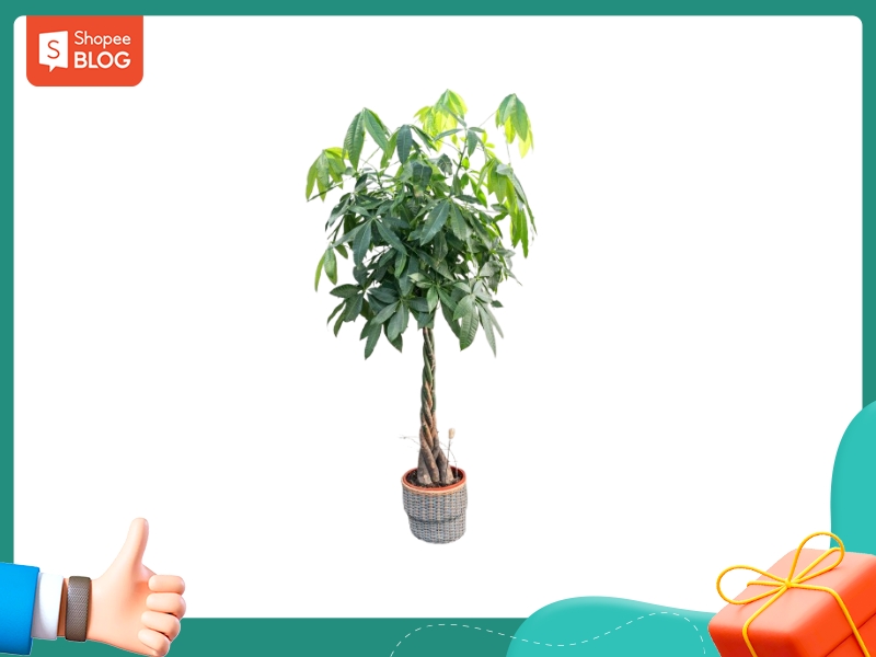 Cây hợp với nữ 1981