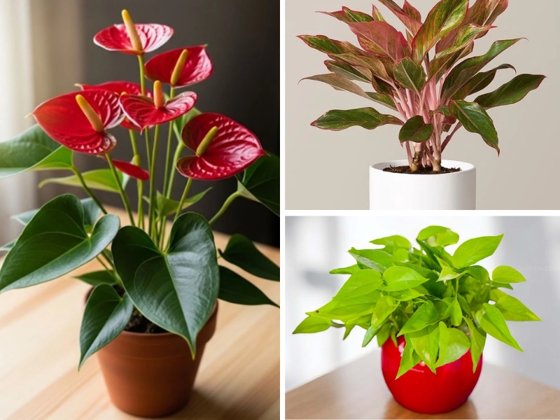 hồng môn, vạn lộc, trầu bà vàng, cây phát tài