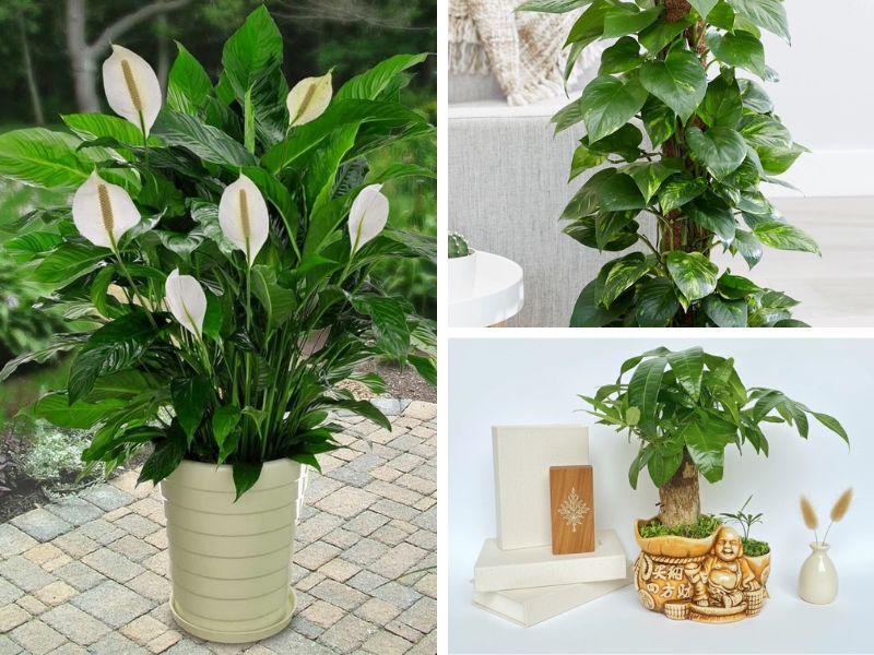 cây Lan Ý, cây Kim Ngân, cây Trầu Bà