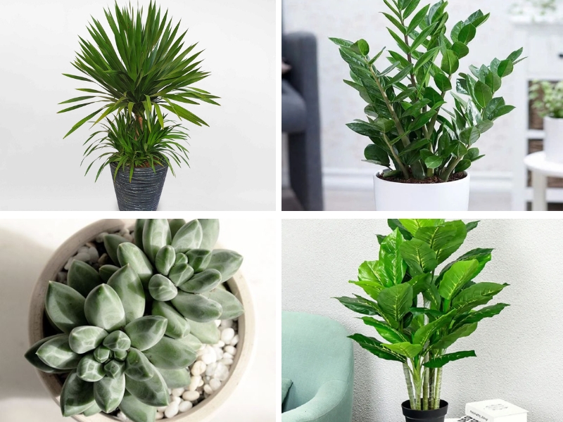 Các loại cây phong thủy hợp mệnh Kim