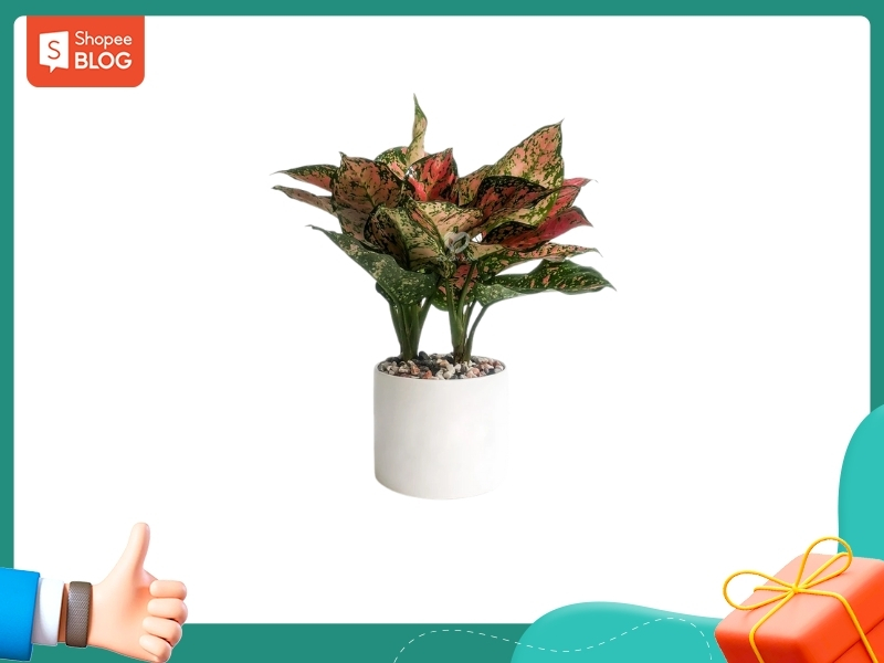 Nam 1994 hợp cây Vạn Lộc