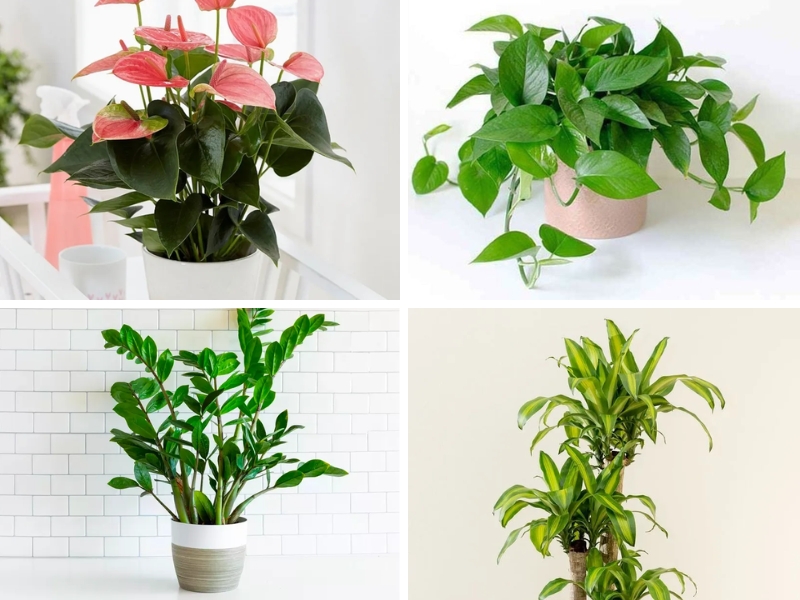 Các cây phong thủy hợp nữ bính dần