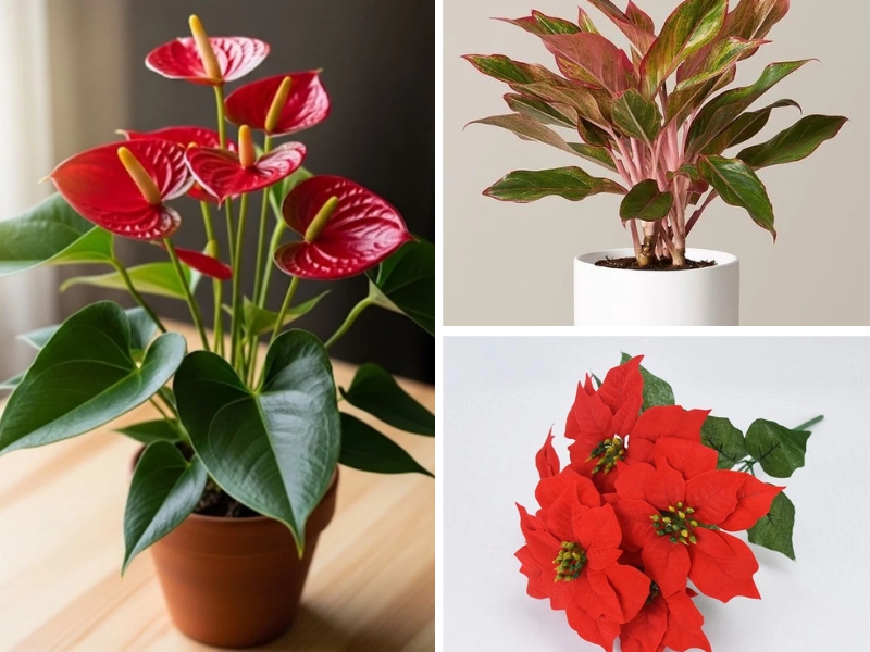  Các loại cây phong thủy phù hợp tuổi Giáp Tuất