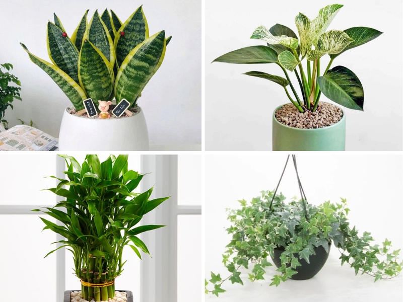 cây lưỡi hổ, cây trầu bà, cây thường xuân và cây phát tài.