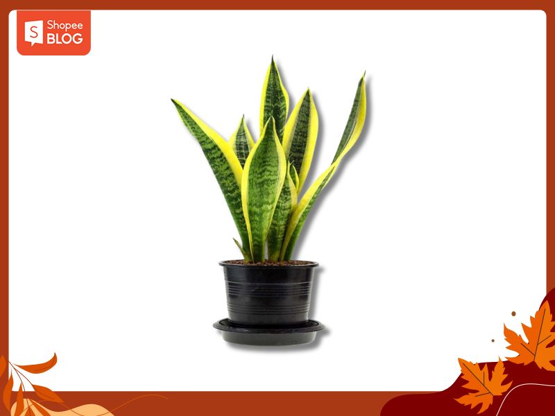 Lưỡi hổ viền vàng 