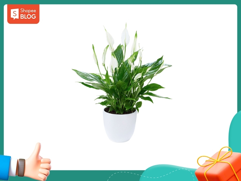 Nữ 1997 hợp cây gì? 