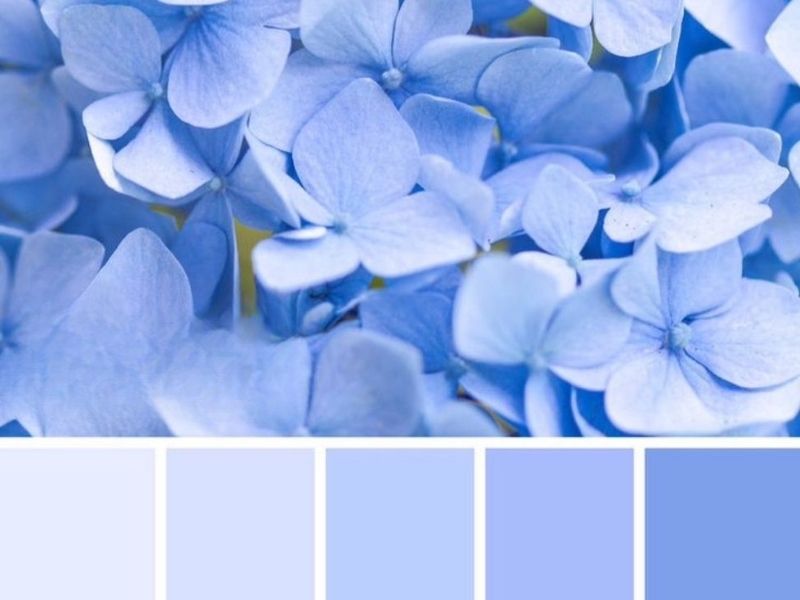 Các loại màu xanh carolina