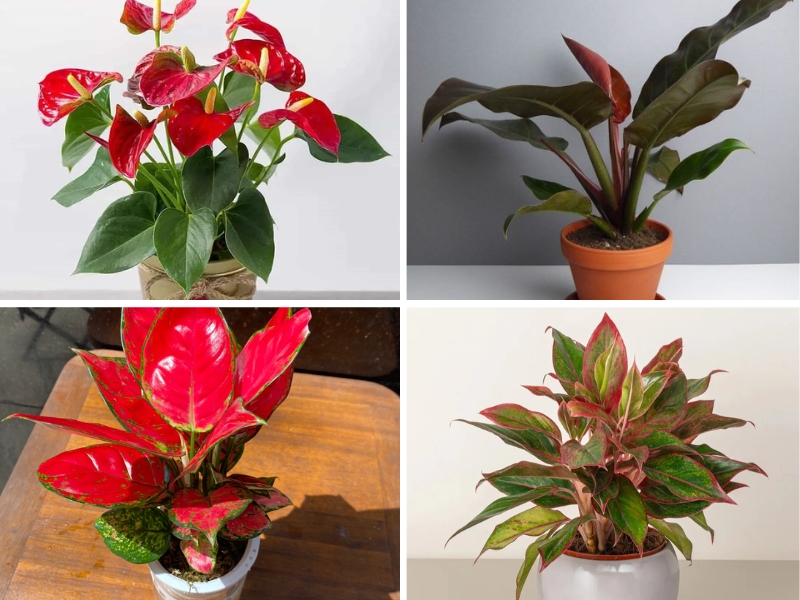 hồng môn, vạn lộc, trầu bà đỏ, phú quý