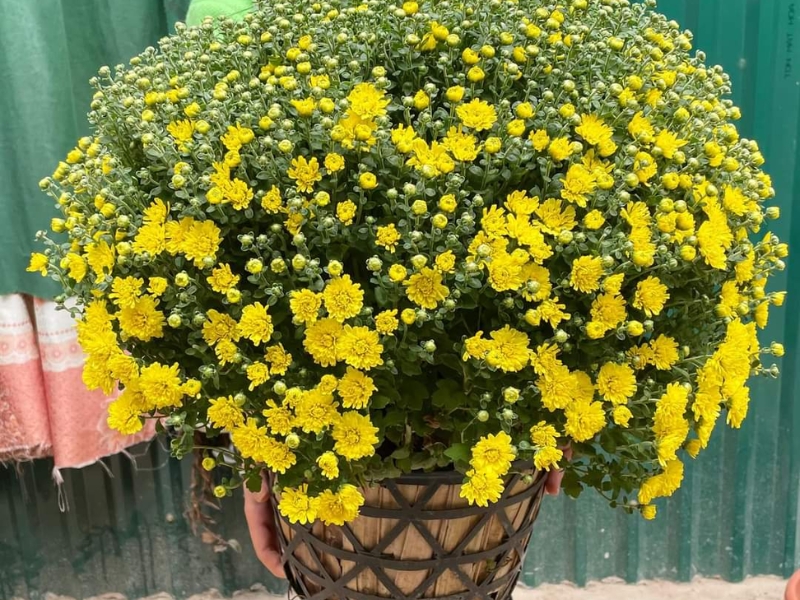 Cách cắm hoa cúc trong giỏ mây/giỏ tre ngày Tết