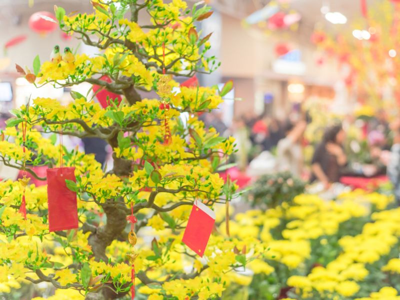 trang trí cây mai với bao lì xì