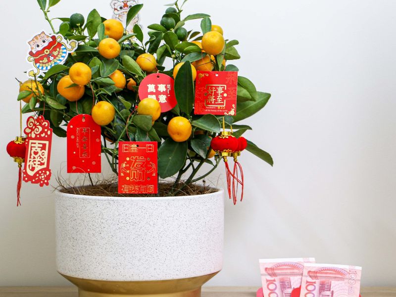 cây quất với bao lì xì trang trí