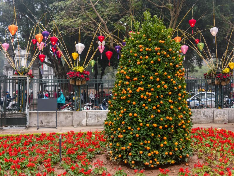 cây quất ngày tết