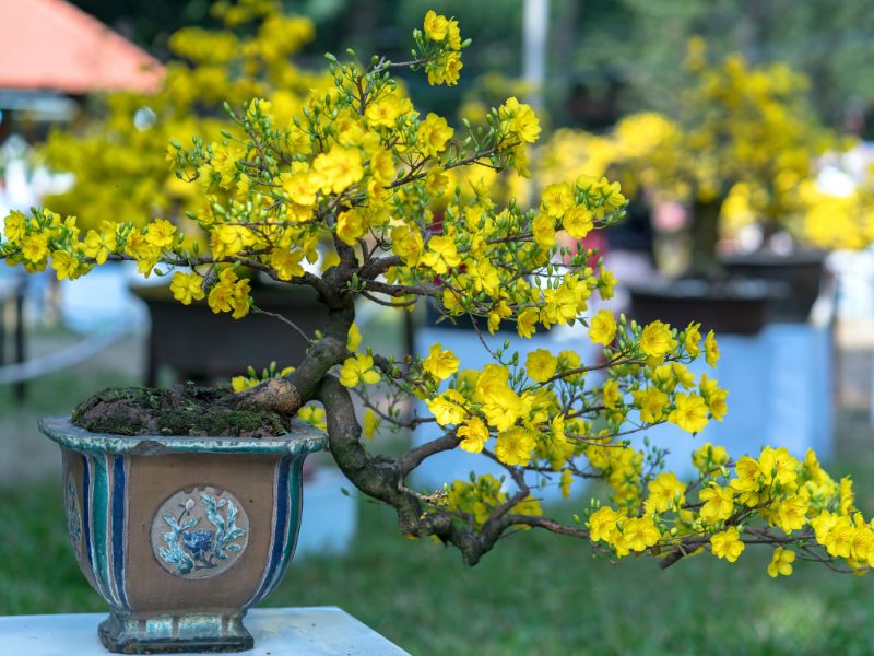 cây mai với chậu cây có hoa văn