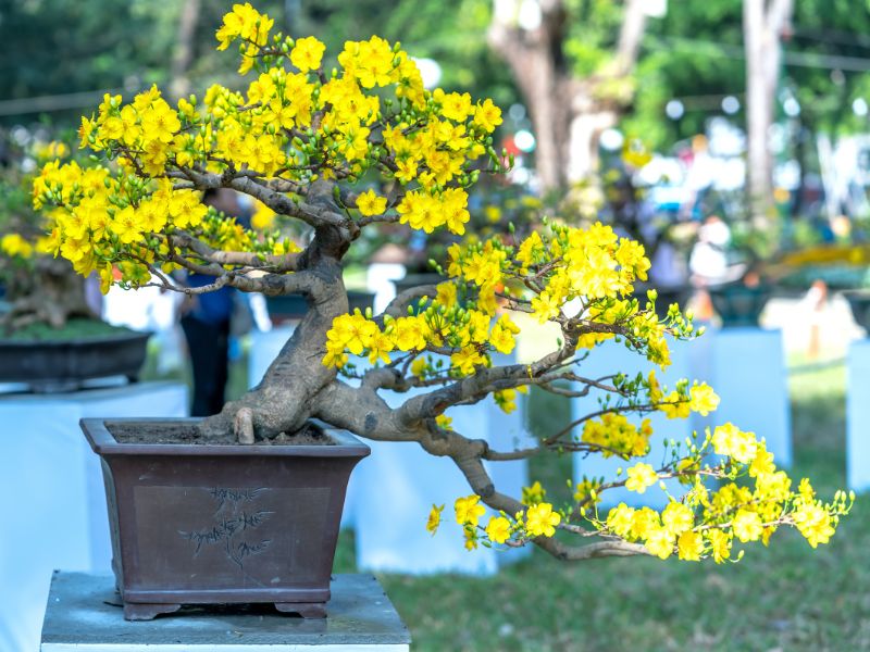 cây mai trong chậu