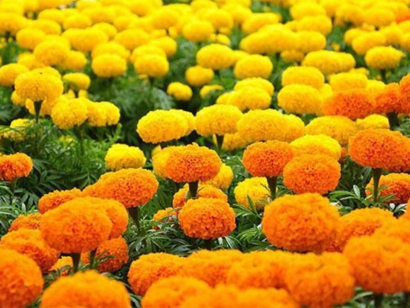 Hoa cúc vạn thọ 