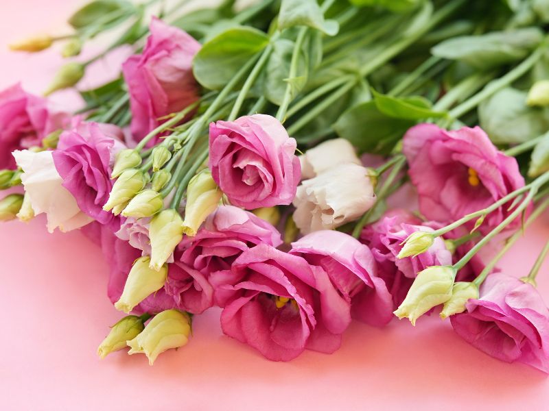 lưu ý chọn hoa cát tường nở vừa