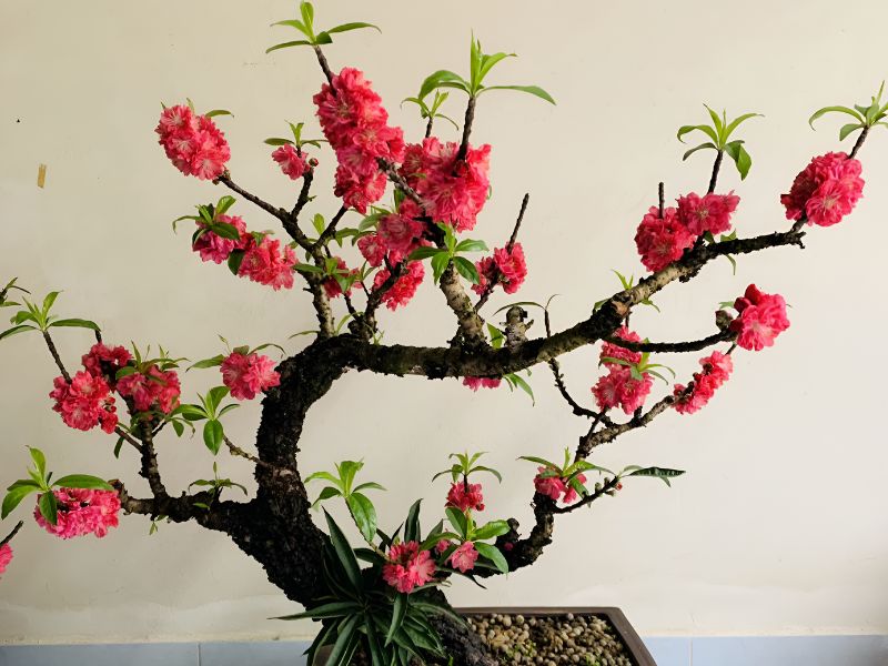 đào thất thốn