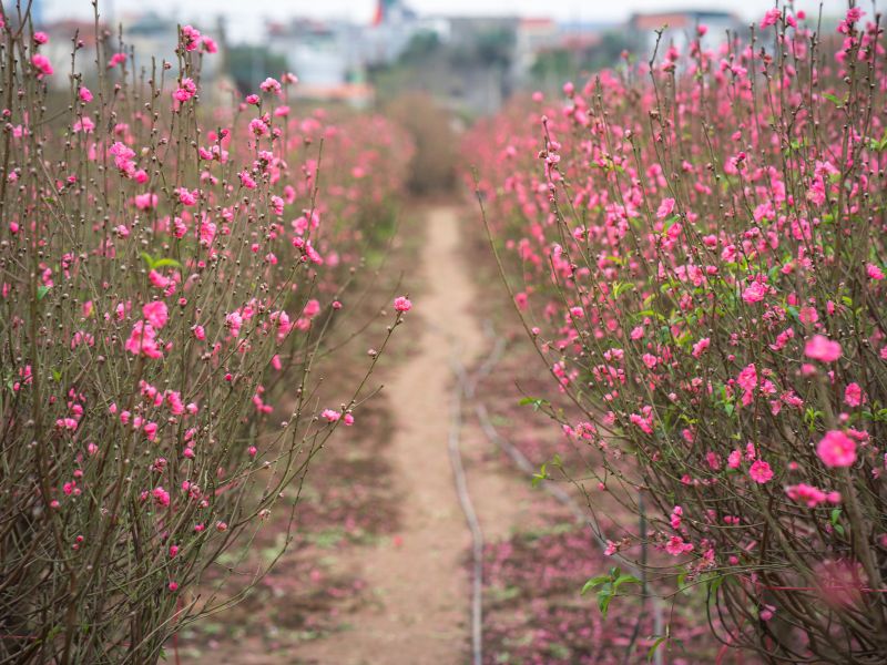 cây đào ngày tết