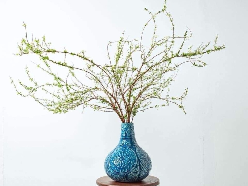 hoa tuyết mai nở lâu