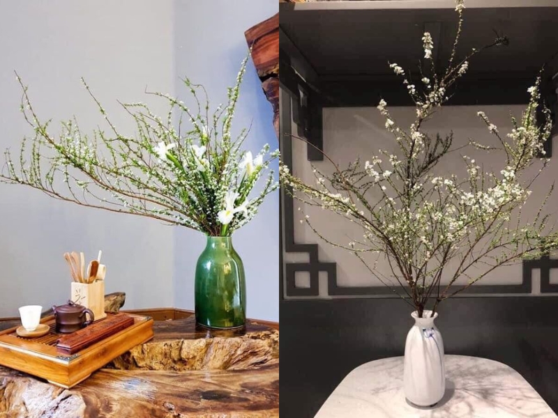 Hoa tuyết mai chưng tết