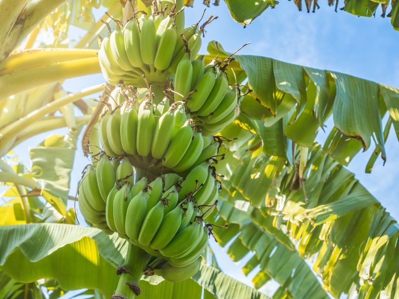 nằm mơ thấy nải chuối xanh