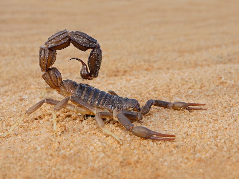 bọ cạp 