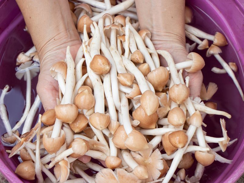 nhổ nhiều nấm mối