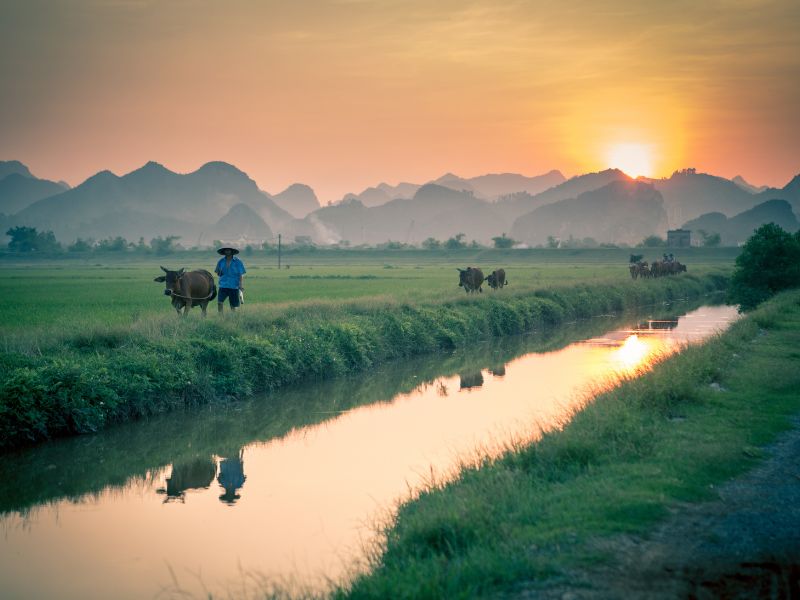 làng quê việt nam đồng ruộng